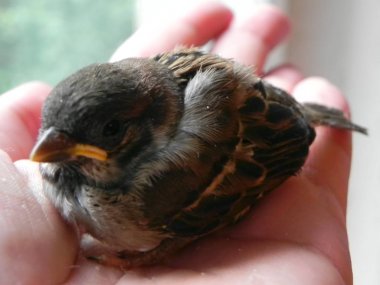 Bebek kuş hakların elinde. Yuvadan küçük bir kuş düştü ve adam onu buldu. Ayrıntılar ve yakın çekim.