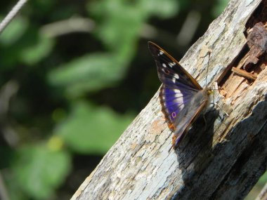 Kelebek kanatlarını açtı. Bir yaz gününde güzel böcek. Ayrıntılar ve yakın çekim.