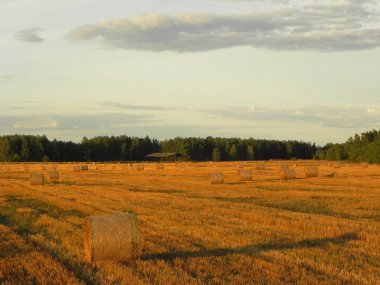 Yaz lık alanda saman lıklar. Güzel bir yaz tarlasında hasat edilen saman. Ayrıntılar ve yakın çekim.