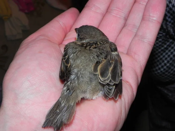 Passarinho Nas Mãos Dos Direitos Pequeno Pássaro Caiu Ninho Homem — Fotografia de Stock