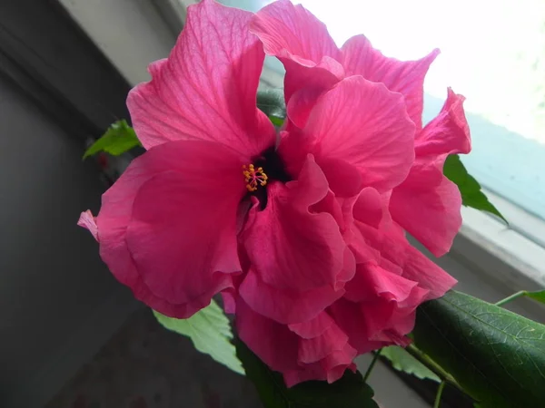 Китайская Роза Цвету Красивый Красный Цвет Розового Цветка Подробности Крупный — стоковое фото