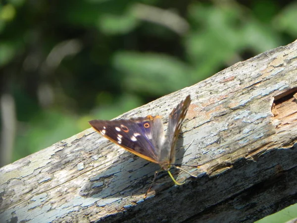 Papillon Déploya Ses Ailes Bel Insecte Jour Été Détails Gros — Photo