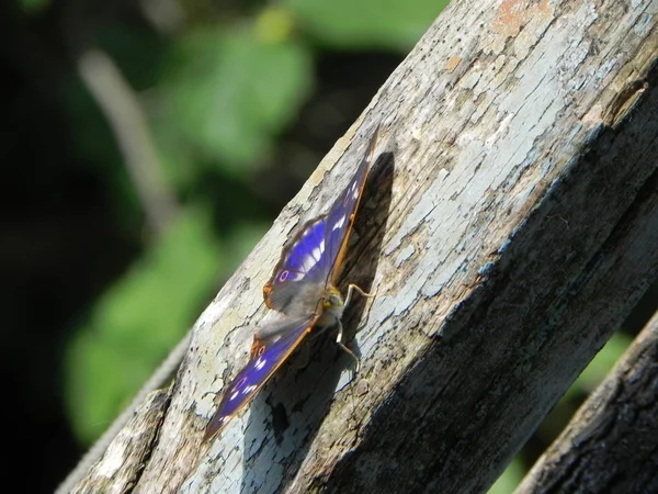 Mariposa Desplegó Sus Alas Hermoso Insecto Día Verano Detalles Primer — Foto de Stock