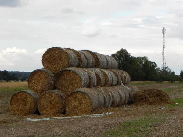 Haystacks Het Zomer Veld Geoogst Hooi Een Prachtig Zomer Veld — Stockfoto