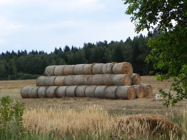 Haystacks Campo Verano Heno Cosechado Hermoso Campo Verano Detalles Primer — Foto de Stock