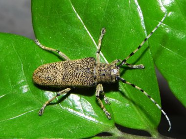 Büyük bir böcek Longhorn böceği. Büyük bıyıklı büyük bir böcek. Ayrıntılar ve yakın çekim.