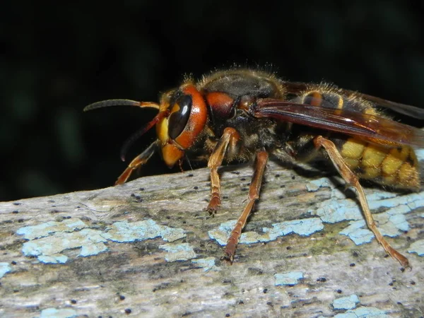 Een Grote Hornet Zit Een Boom Grote Gevaarlijke Insect Zitten — Stockfoto