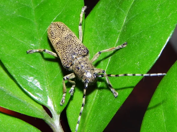 Grand Coléoptère Longicorne Énorme Coléoptère Avec Une Grosse Moustache Détails — Photo