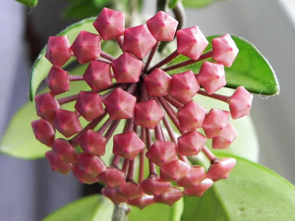 Roślina Hoya Rozkwitła Jej Kwiaty Piękne Rośliny Jasne Kwiaty Szczegóły — Zdjęcie stockowe