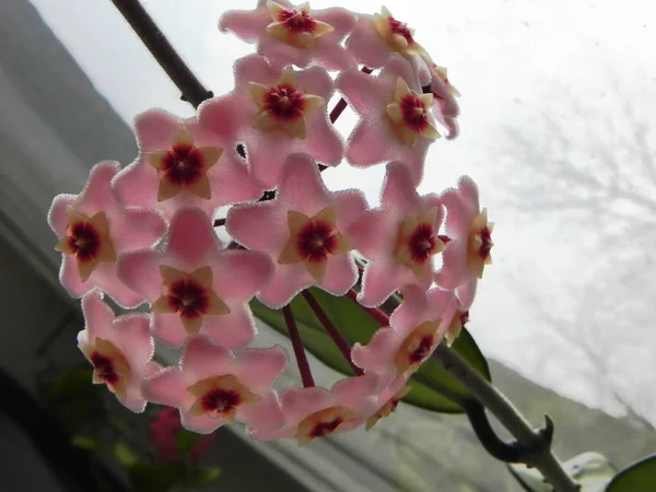 Plante Hoya Fleuri Ses Fleurs Belles Plantes Fleurs Brillantes Détails — Photo