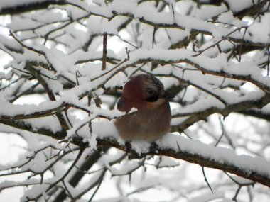Kuş Jay bir dalda oturuyor. Doğada güzel bir kuş. Ayrıntılar ve yakın çekim.