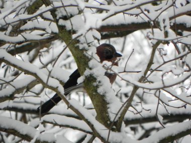 Kuş Jay bir dalda oturuyor. Doğada güzel bir kuş. Ayrıntılar ve yakın çekim.
