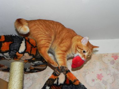 Güzel ev kedisi. Canlı bir tonda zencefil kedi. Ayrıntılar ve yakın çekim.