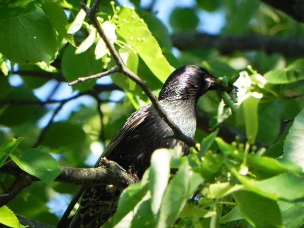 Spreeuw Ving Rups Mooie Vogel Een Zomerdag Details Close — Stockfoto