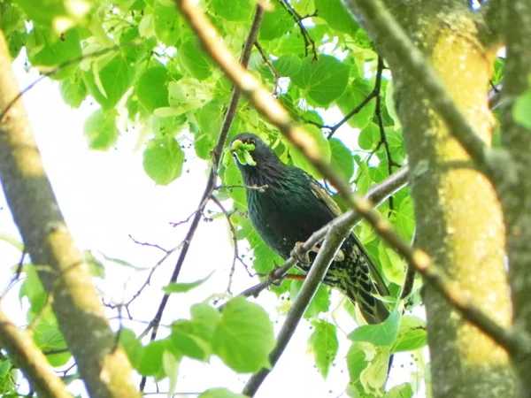 Starling Tırtılı Yakaladı Yaz Günlerinde Güzel Bir Kuş Ayrıntılar Yakın — Stok fotoğraf