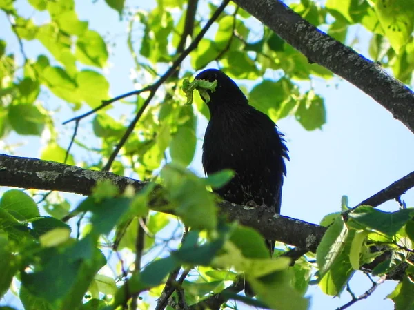 Starling Tırtılı Yakaladı Yaz Günlerinde Güzel Bir Kuş Ayrıntılar Yakın — Stok fotoğraf