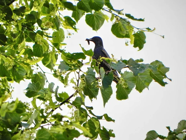 Starling Atrapó Oruga Hermoso Pájaro Día Verano Detalles Primer Plano —  Fotos de Stock