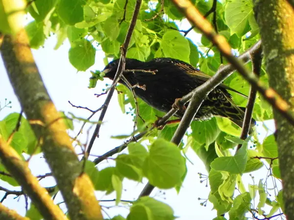 Starling Apanhou Lagarta Bela Ave Dia Verão Detalhes Close — Fotografia de Stock