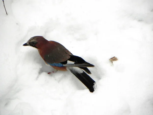 Bird Jay Sentado Una Rama Hermoso Pájaro Naturaleza Detalles Primer —  Fotos de Stock