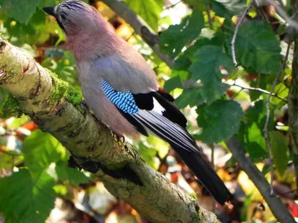 Kuş Jay Bir Dalda Oturuyor Doğada Güzel Bir Kuş Ayrıntılar — Stok fotoğraf