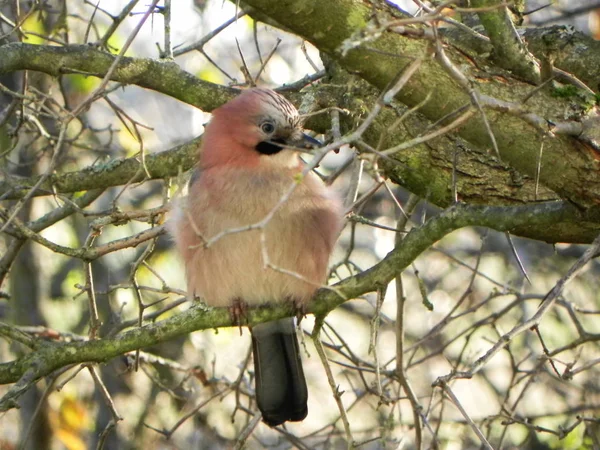 バードジェイが枝に座ってる自然の中で美しい鳥 詳細とクローズアップ — ストック写真