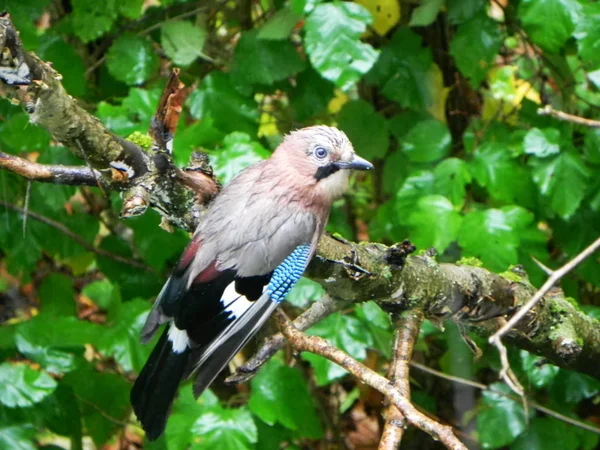 Bird Jay Sentado Una Rama Hermoso Pájaro Naturaleza Detalles Primer —  Fotos de Stock