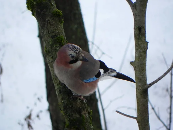 Bird Jay Sentado Una Rama Hermoso Pájaro Naturaleza Detalles Primer —  Fotos de Stock