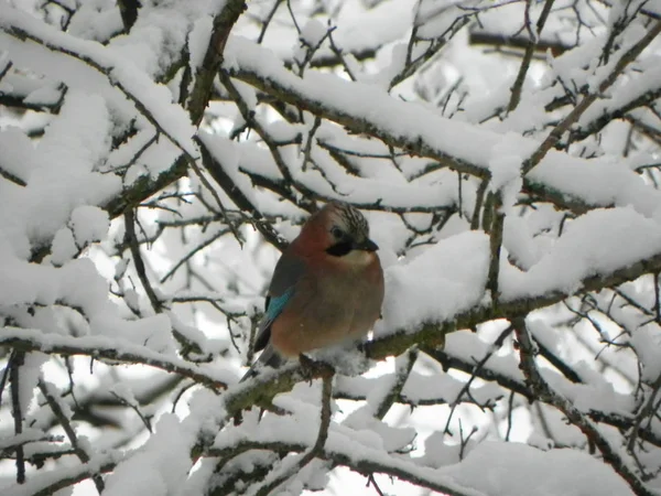 Bird Jay Sentado Galho Belo Pássaro Natureza Detalhes Close — Fotografia de Stock