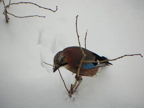 Bird Jay Sentado Una Rama Hermoso Pájaro Naturaleza Detalles Primer —  Fotos de Stock