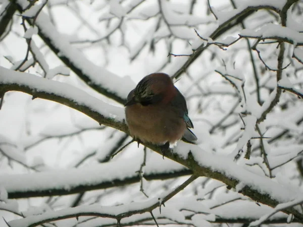 Bird Jay Sentado Galho Belo Pássaro Natureza Detalhes Close — Fotografia de Stock