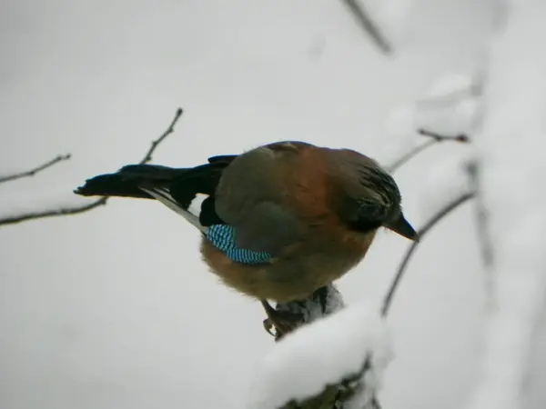 Bird Jay Sentado Una Rama Hermoso Pájaro Naturaleza Detalles Primer —  Fotos de Stock