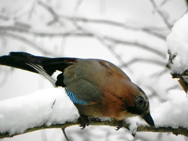 Pták Jay Sedí Větvi Krásný Pták Přírodě Podrobnosti Detail — Stock fotografie