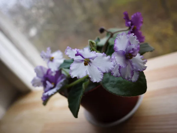 Violette Fleurit Dans Pot Belle Fleur Sur Rebord Fenêtre Détails — Photo