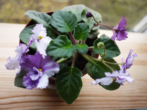 Violette Fleurit Dans Pot Belle Fleur Sur Rebord Fenêtre Détails — Photo