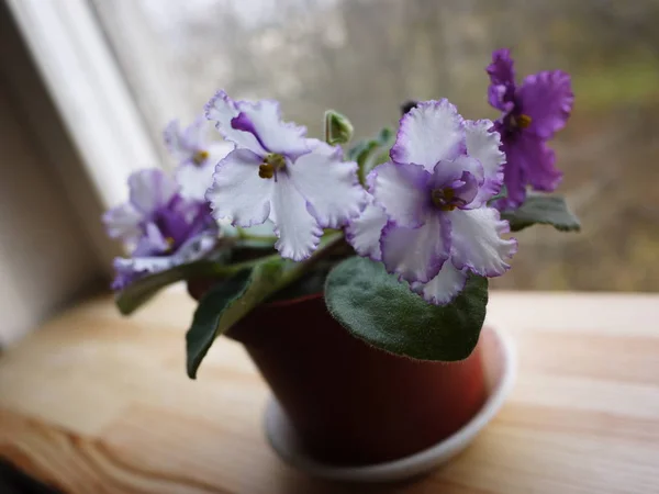 Violette Fleurit Dans Pot Belle Fleur Sur Rebord Fenêtre Détails — Photo