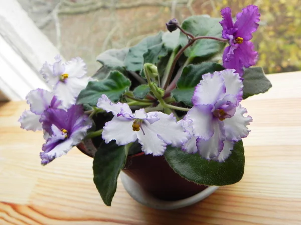 Violette Fleurit Dans Pot Belle Fleur Sur Rebord Fenêtre Détails — Photo