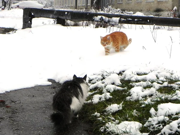 Kat Loopt Winter Buiten Mooie Winter Natuur Rode Kat Details — Stockfoto