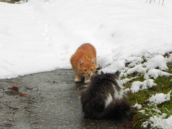Die Katze Ist Winter Draußen Unterwegs Schöne Winternatur Und Rote — Stockfoto