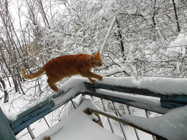 The cat is walking outdoors in the winter. Beautiful winter nature and red cat. Details and close-up.