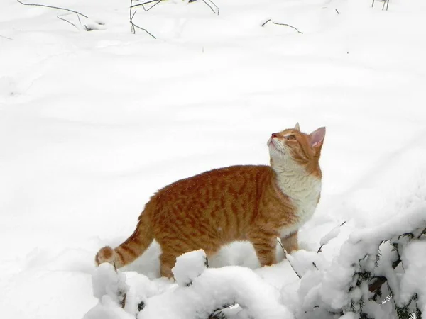 Kočka Chodí Venku Zimě Krásná Zimní Příroda Rudá Kočka Podrobnosti — Stock fotografie