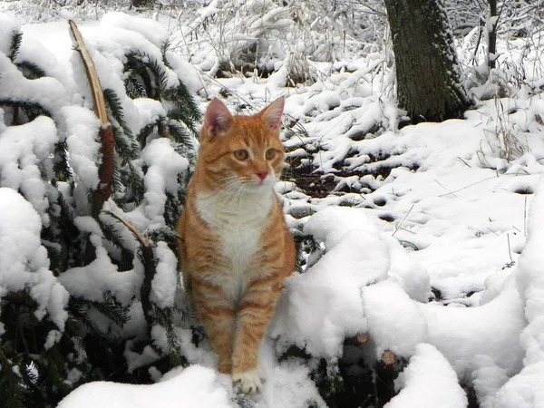 Macska Sétál Szabadban Télen Gyönyörű Téli Természet Vörös Macska Részletek — Stock Fotó