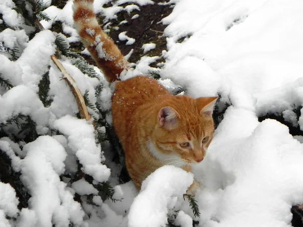 The cat is walking outdoors in the winter. Beautiful winter nature and red cat. Details and close-up.