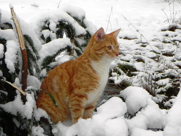 Gato Está Andando Livre Inverno Bela Natureza Inverno Gato Vermelho — Fotografia de Stock