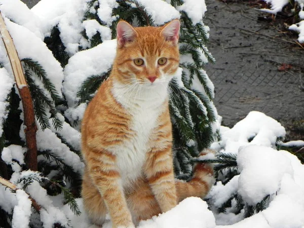 猫在冬天在户外散步 美丽的冬季自然和红猫 详细信息和特写 — 图库照片