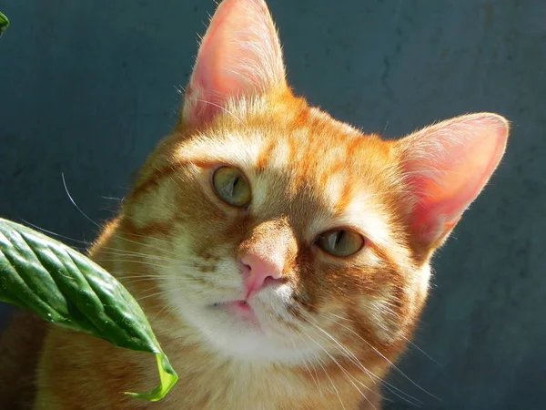 Vackra Hem Katt Ginger Cat Livlig Nyans Detaljer Och Närbild — Stockfoto