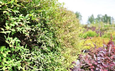 Bitki satışı için bahçe merkezi. Burada yeşil bitkilerin çeşitleri bir sürü satın alabilirsiniz: çeşitli çiçekler, köknar, ladin, çam, Elma ve diğer meyve ağaçları. Bahçenizi dekore etmek için her şey