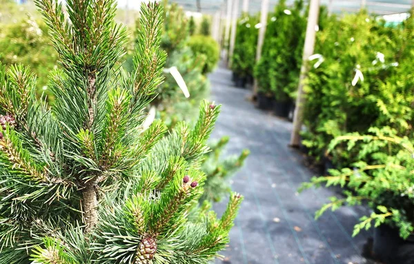 Ogród Centrum Sprzedaży Roślin Tutaj Można Kupić Wiele Odmian Zielonych — Zdjęcie stockowe
