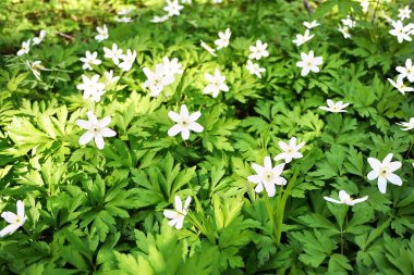 Baharda, güneşli ormanda beyaz çiçekler yetişir. Ayrıntılar ve yakın plan.