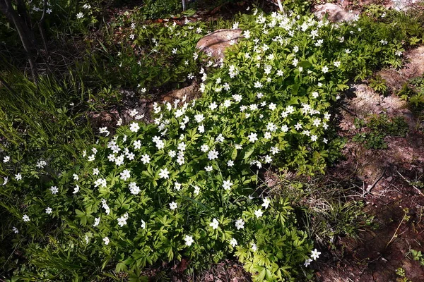 春に白い花を咲かせます 詳細と終了 — ストック写真