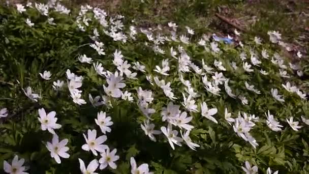 Λευκά Λουλούδια Φυτρώνουν Την Άνοιξη Στο Ηλιόλουστο Δάσος Λεπτομέρειες Και — Αρχείο Βίντεο